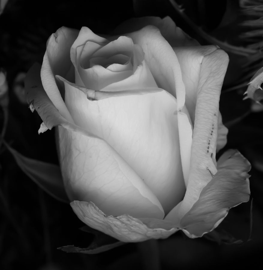 4th Fading beauty by Duncan Burridge